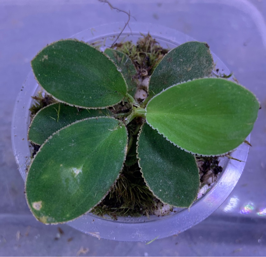 Homalomena Renda Sumatra