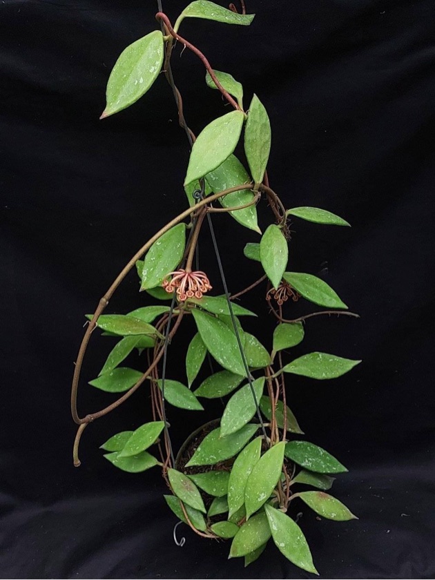 Hoya Rundumensis