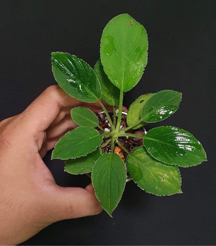 Homalomena Squamis Draconis