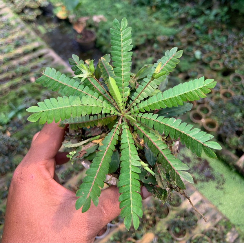 Biophytum Sensitivum