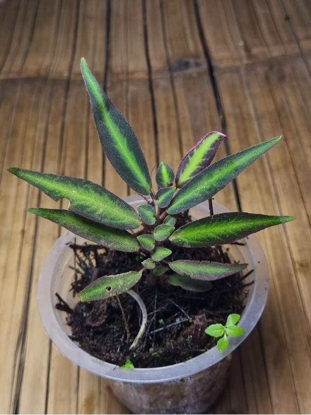 Sonerila sp. Type 05