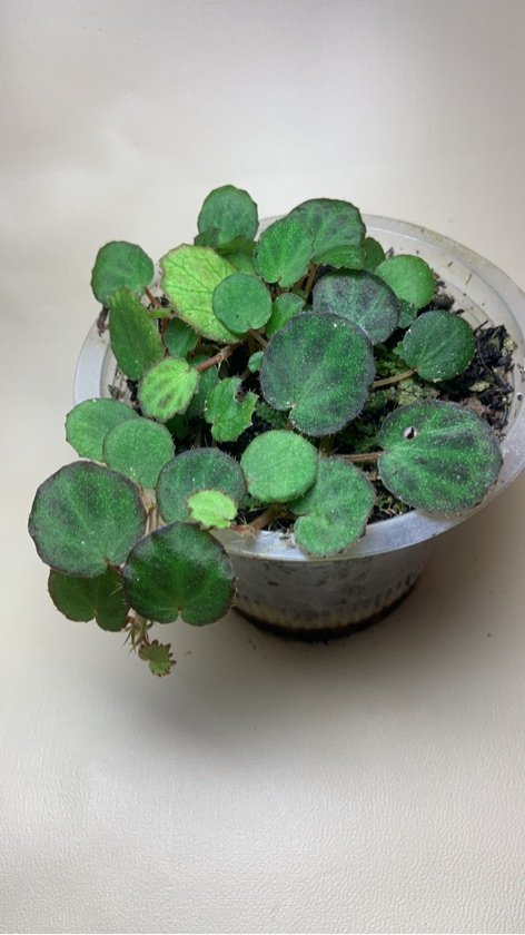 Begonia sp. Sumatra Utara
