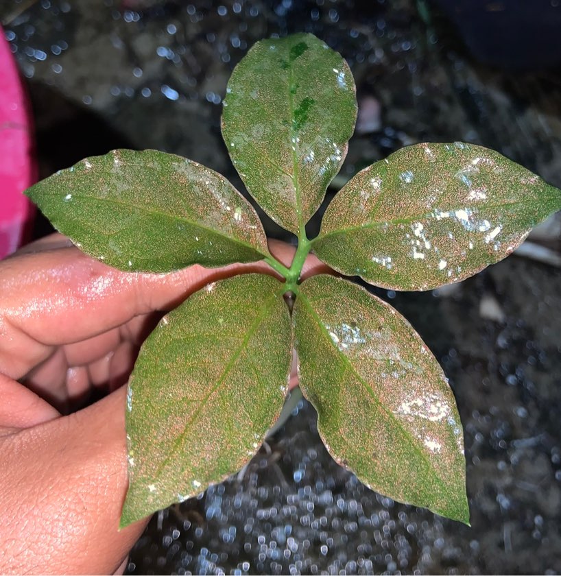 Amorphophallus Manta
