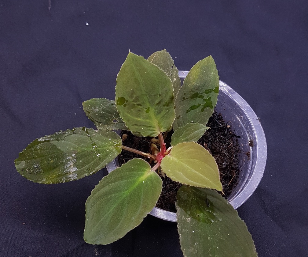 Homalomena “Sunrise”