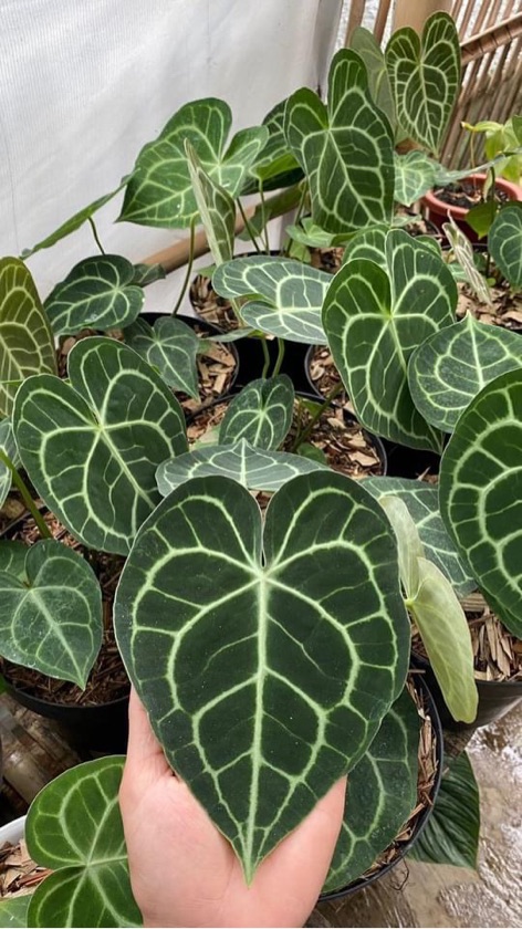 Anthurium Clarinervium