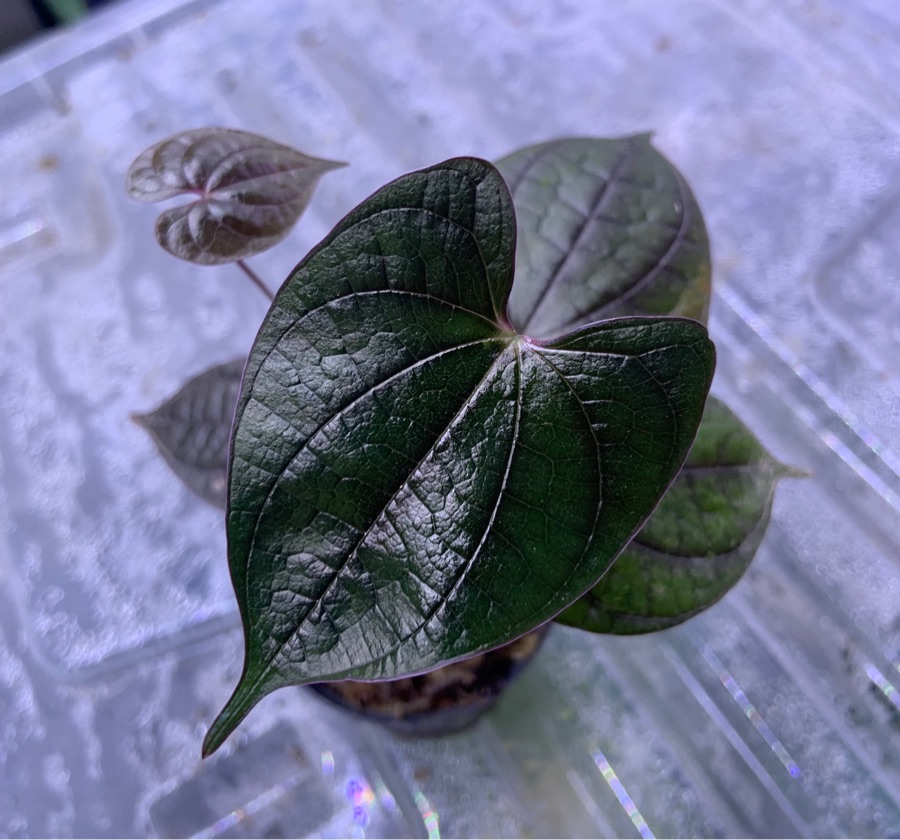 Dioscorea Black Metallic