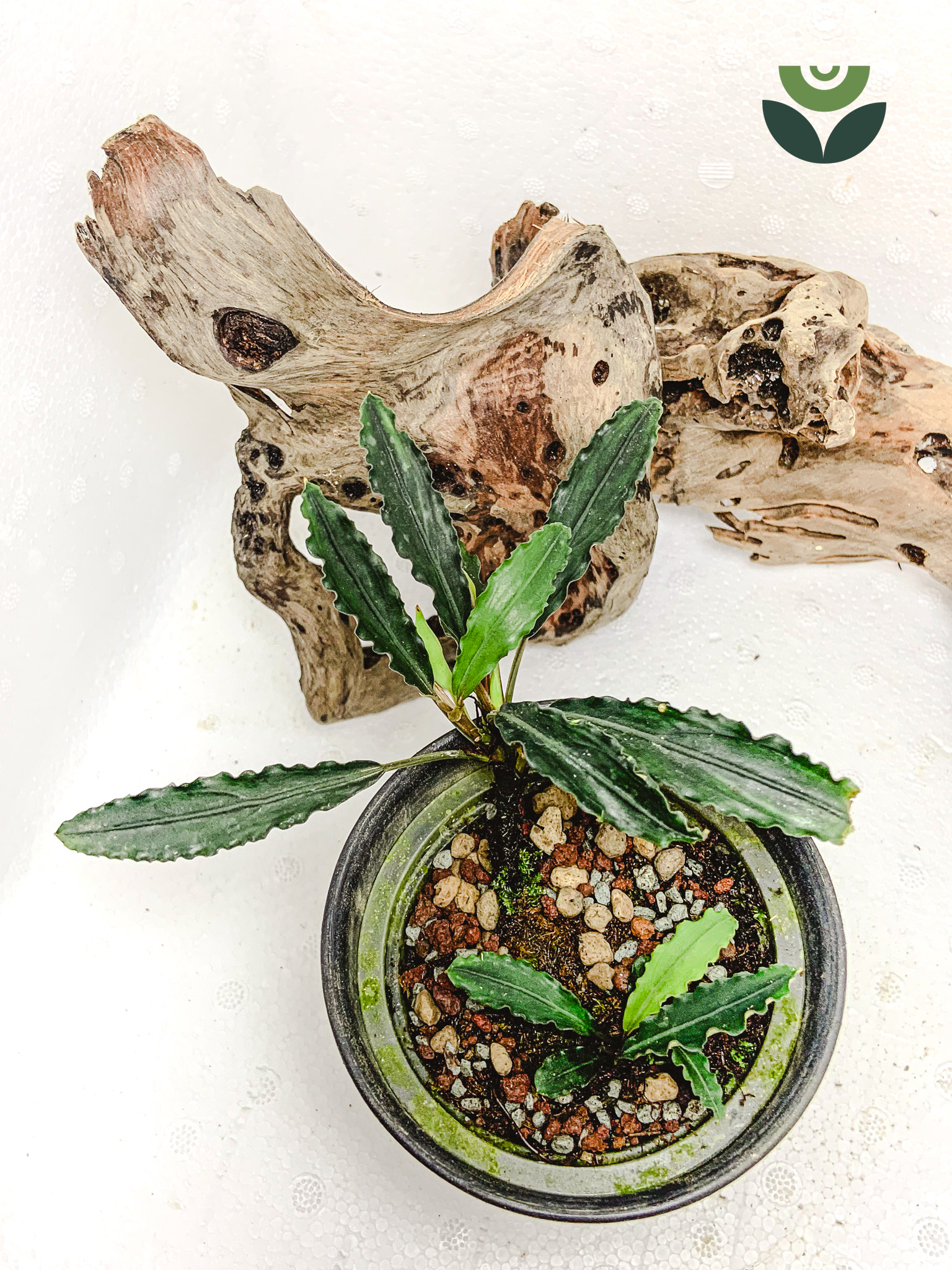 Bucephalandra King Spear