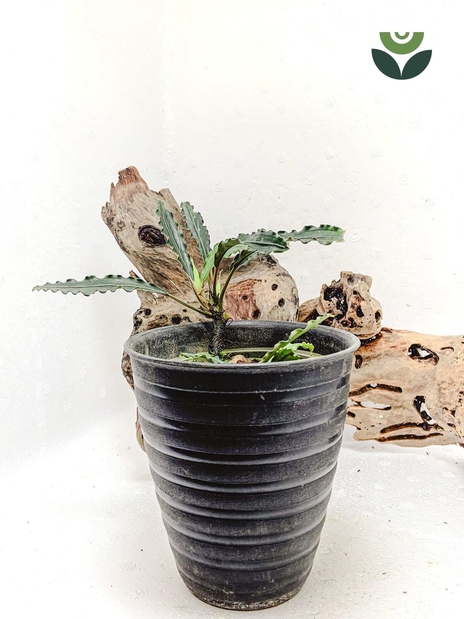 Bucephalandra King Spear