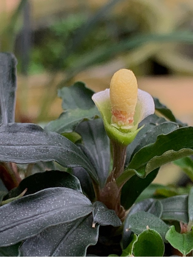 Bucephalandra sp. East Borneo