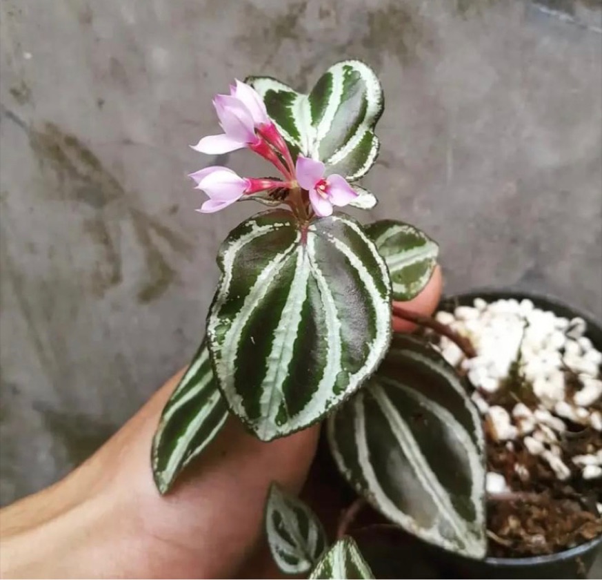 Sonerila sp. Limapuluhkota