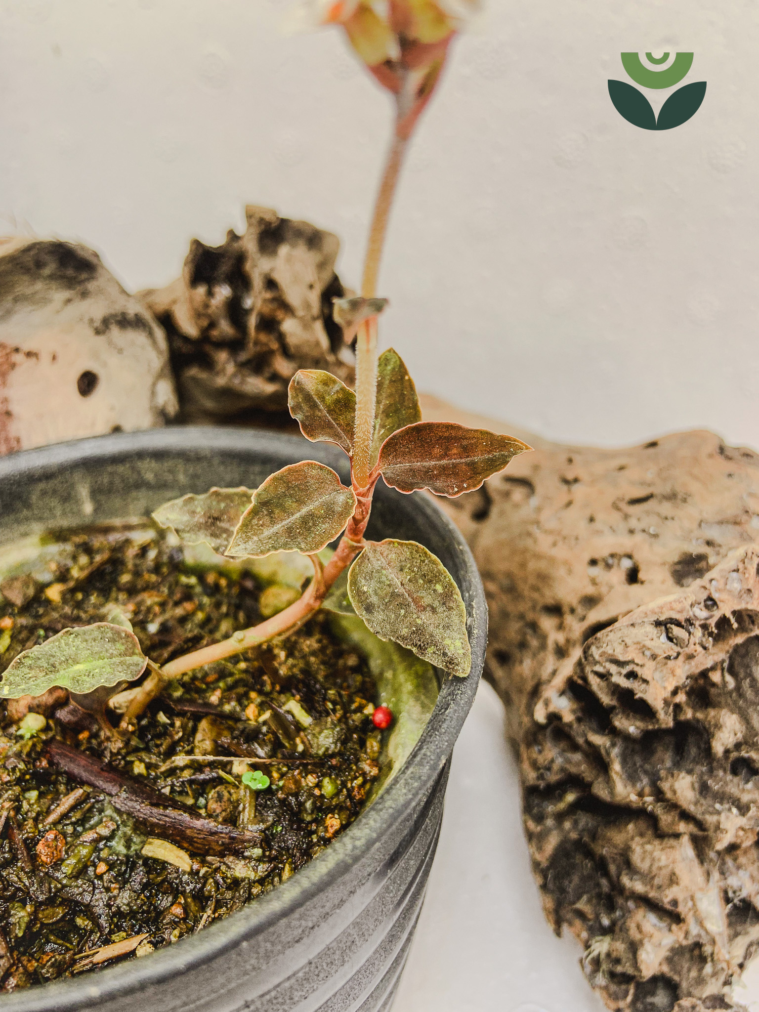 Cystorchis Sulawesiana