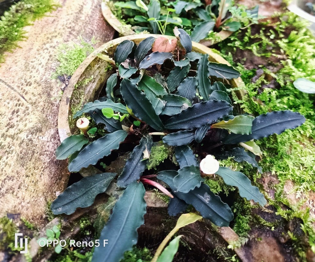 Bucephalandra Emersed