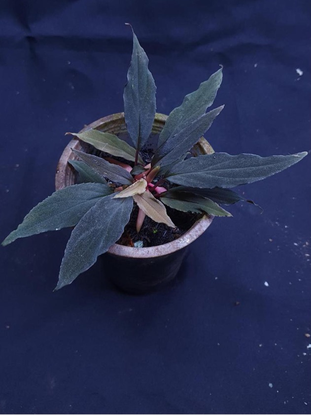 Homalomena Mini Purple