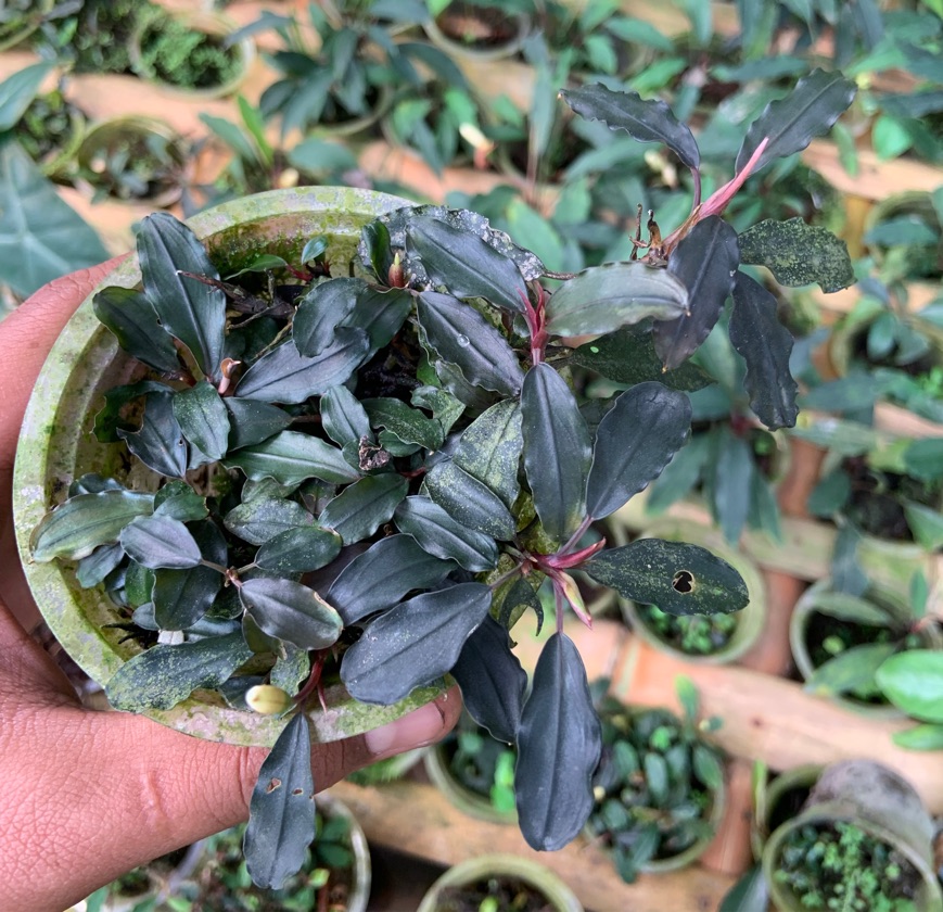 Bucephalandra Teablue