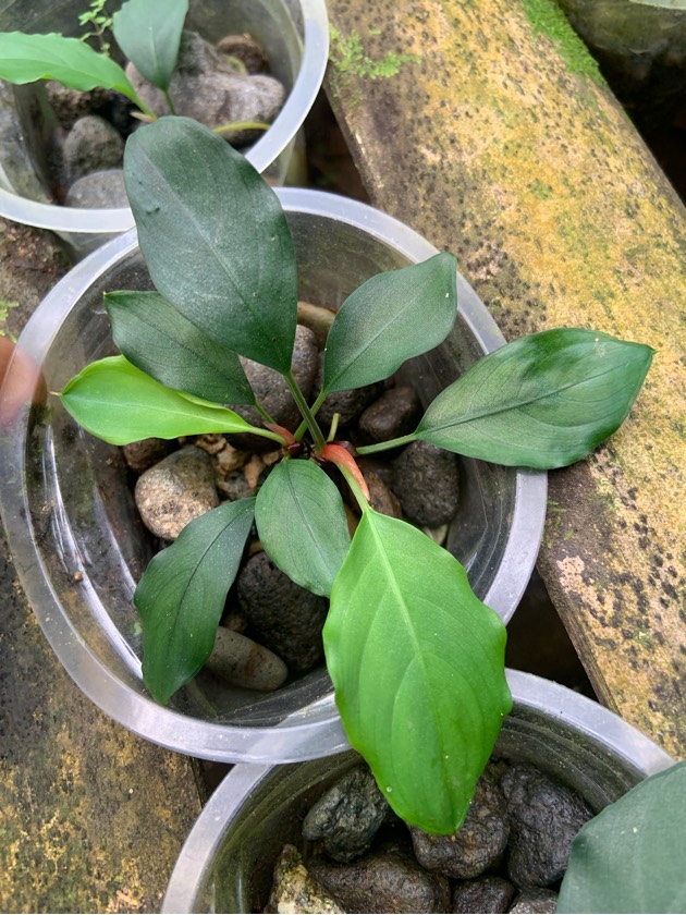 Ooia sp. East Kalimantan