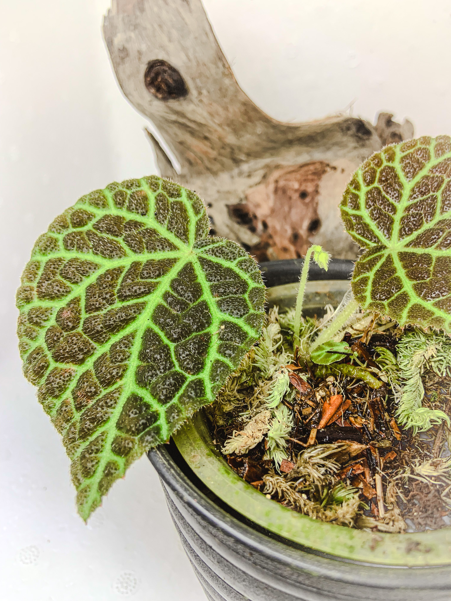 Begonia Hijauvenia