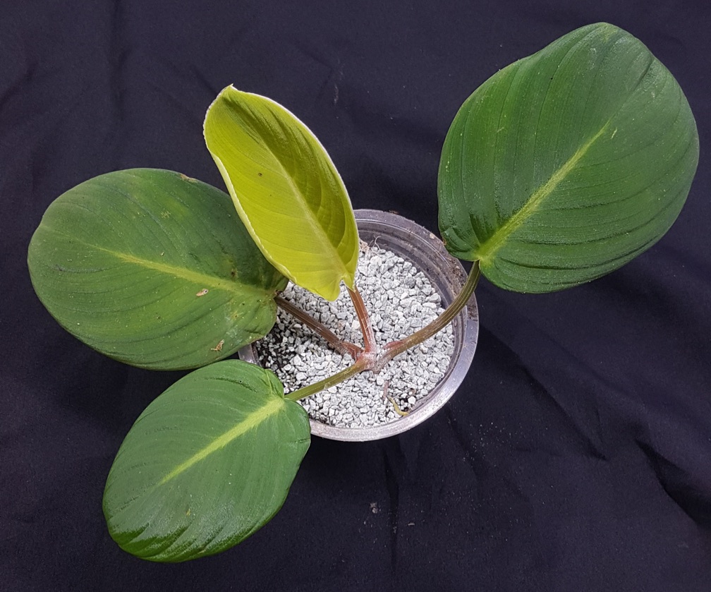 Homalomena Round Leaf 