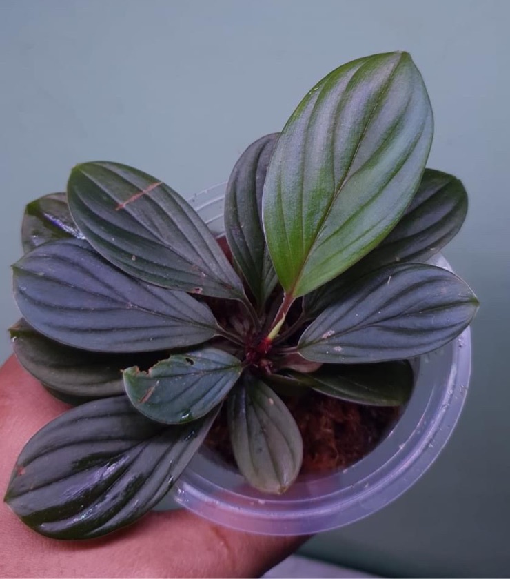 Homalomena (Chamaecladon Clade) sp.