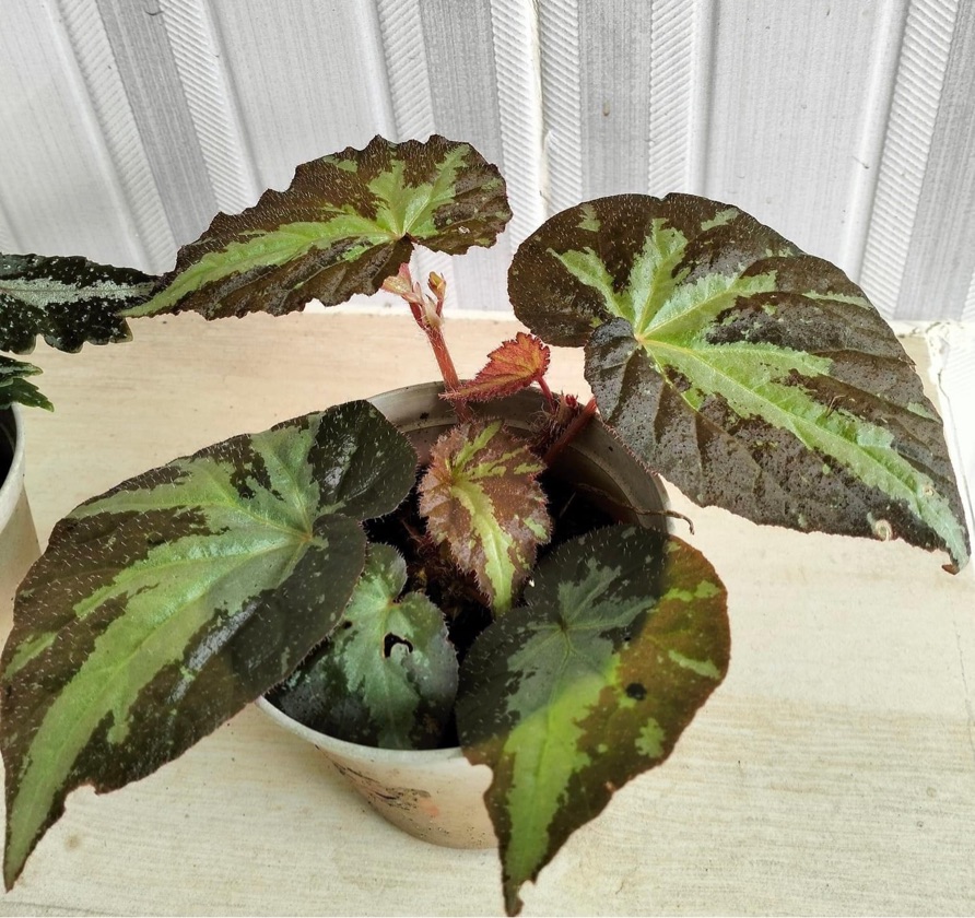 Begonia Mendumiae
