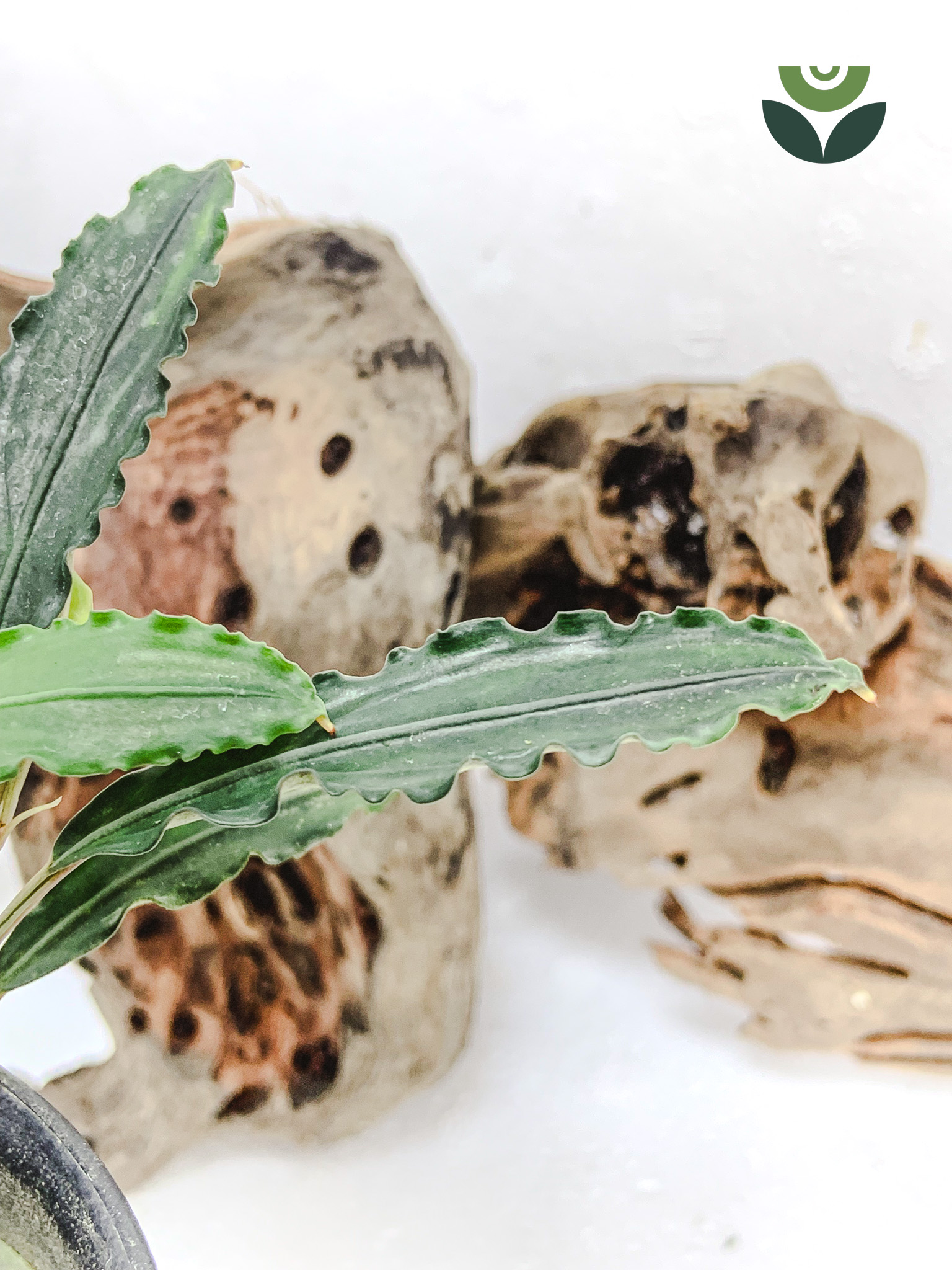 Bucephalandra King Spear