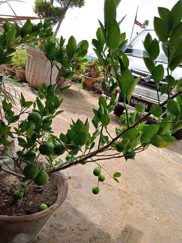 Lime Plant in Pot