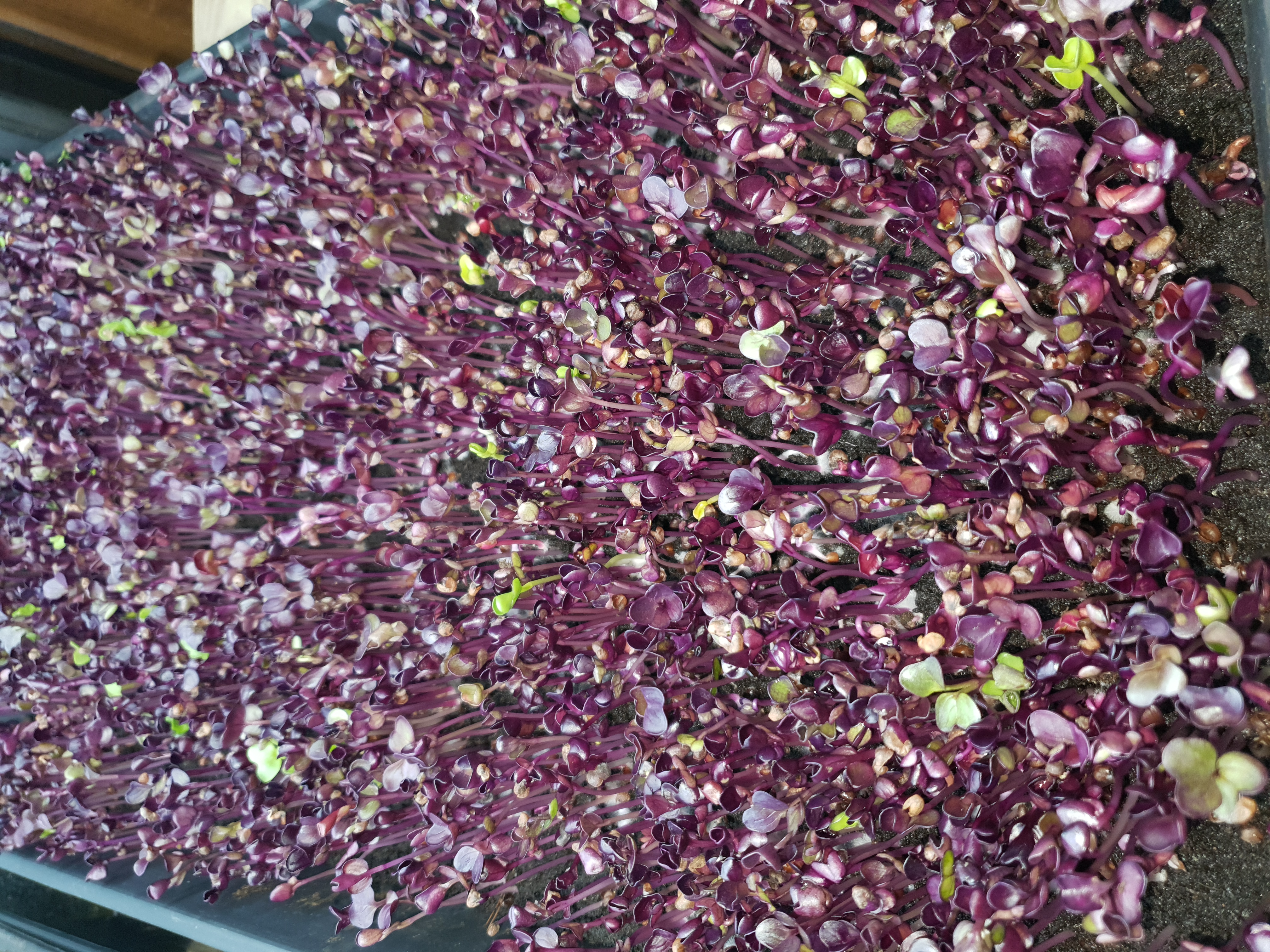 Rzodkiewka Red Purple