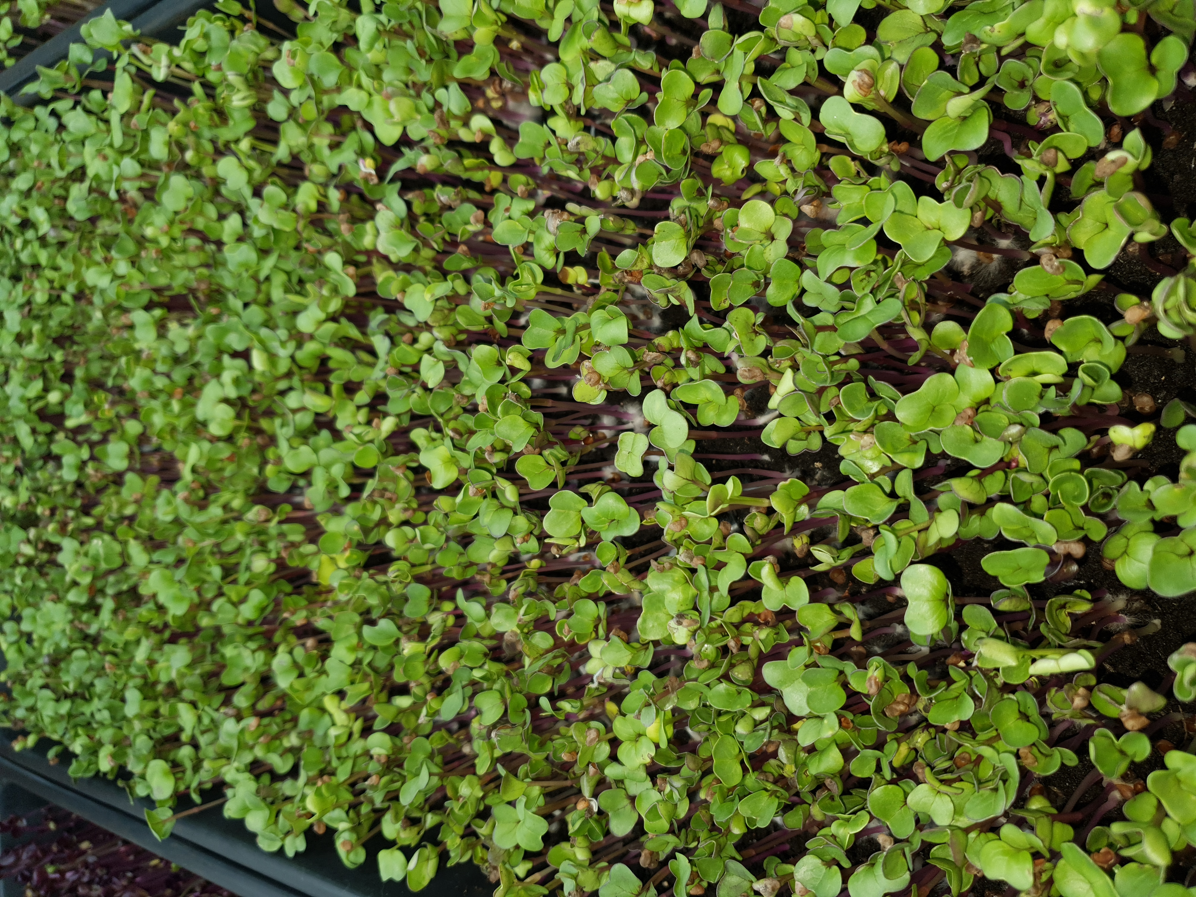 Rzodkiewka China Rose