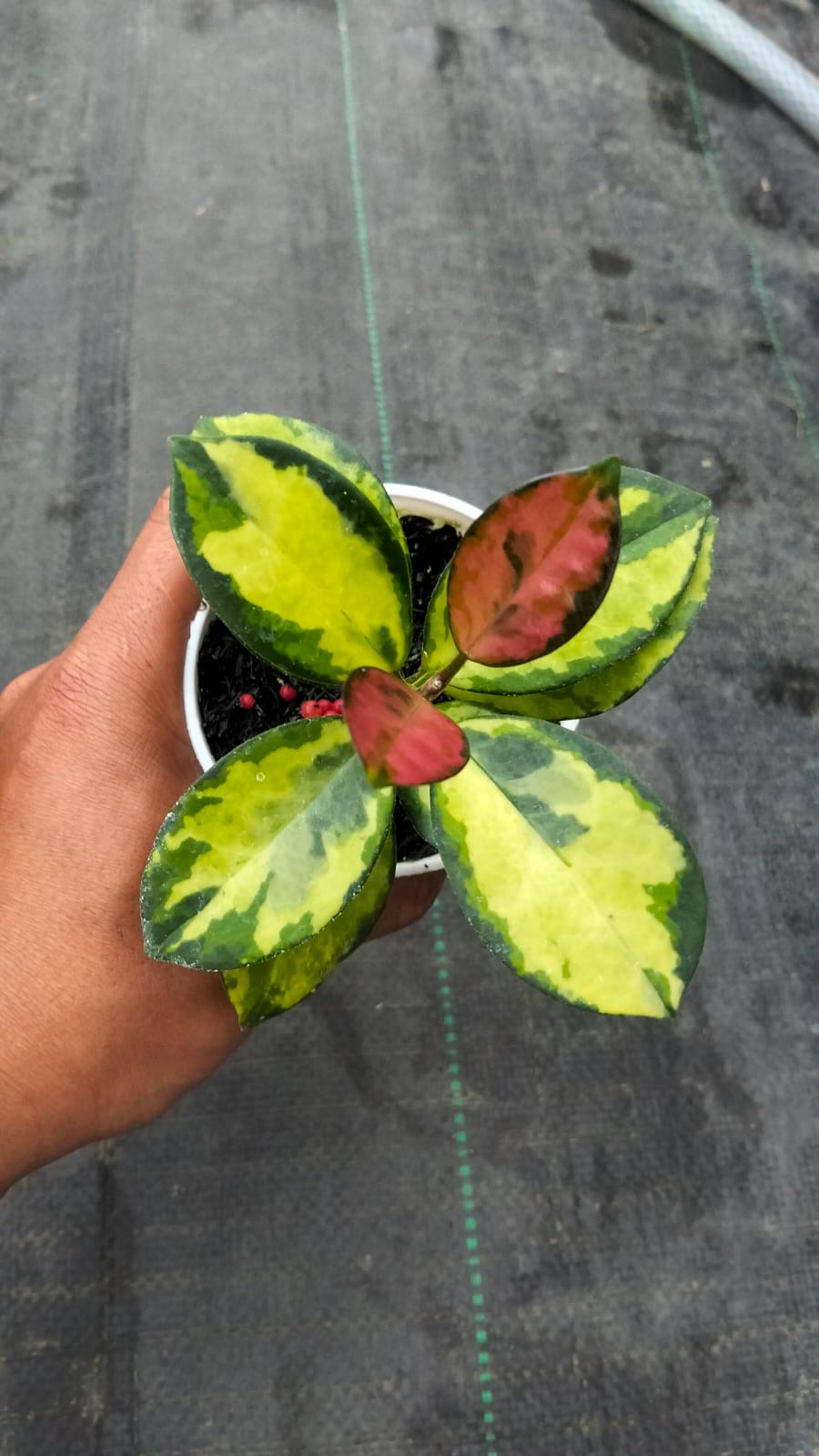 Hoya Australis ‘Peacock’ – Colorful Australis with Peacock-Toned Foliage