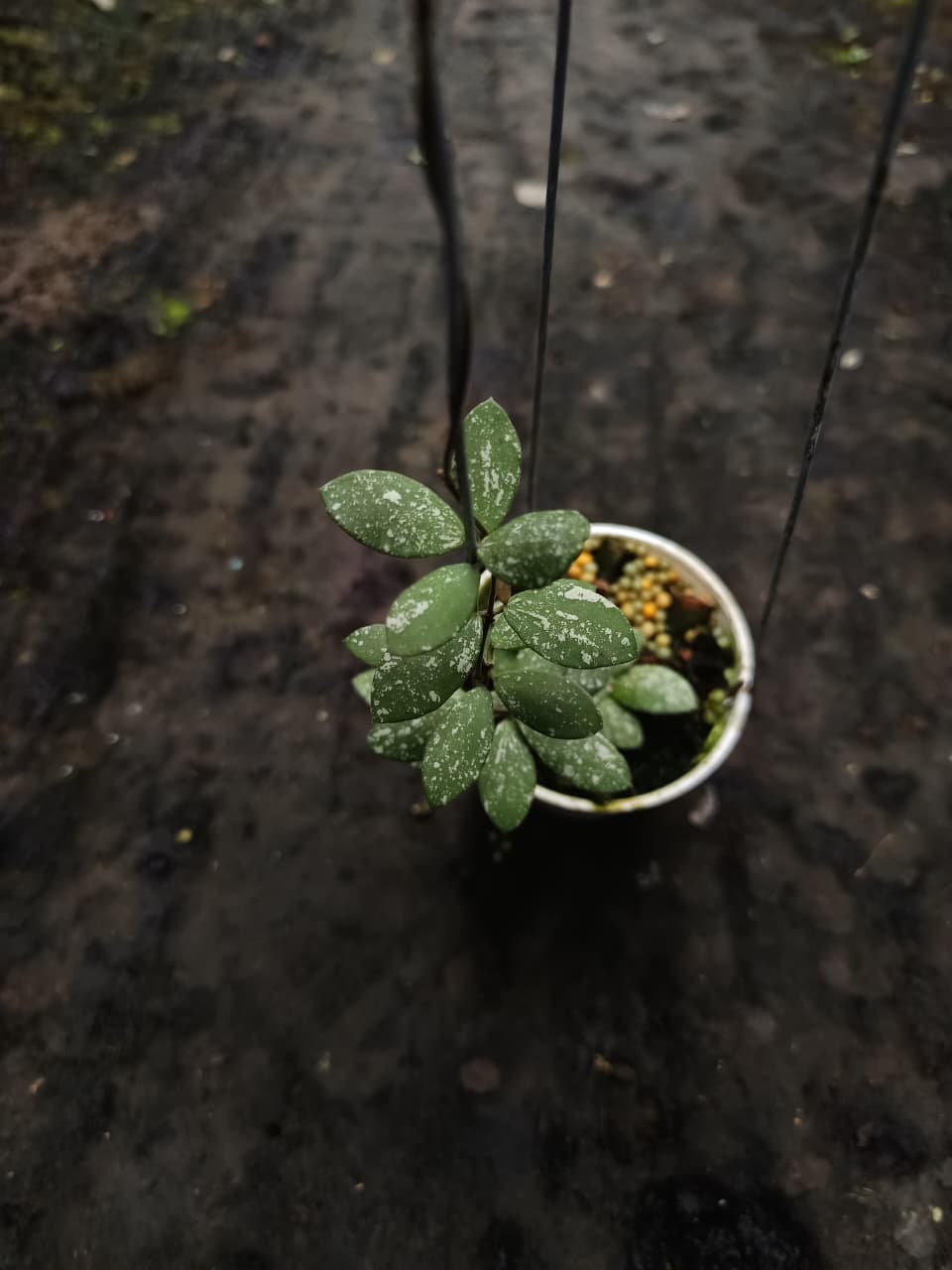 Hoya ‘Amber of Borneo’ Splash – Rare Borneo Hoya with Warm Tones and Silver Pattern