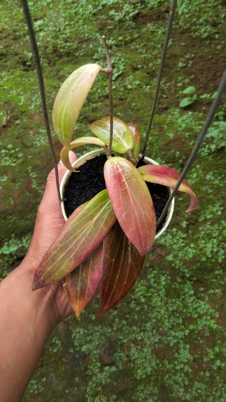 Hoya Bordenii sp. Sulawesi – Rare Sulawesi Bordenii with Tropical Foliage