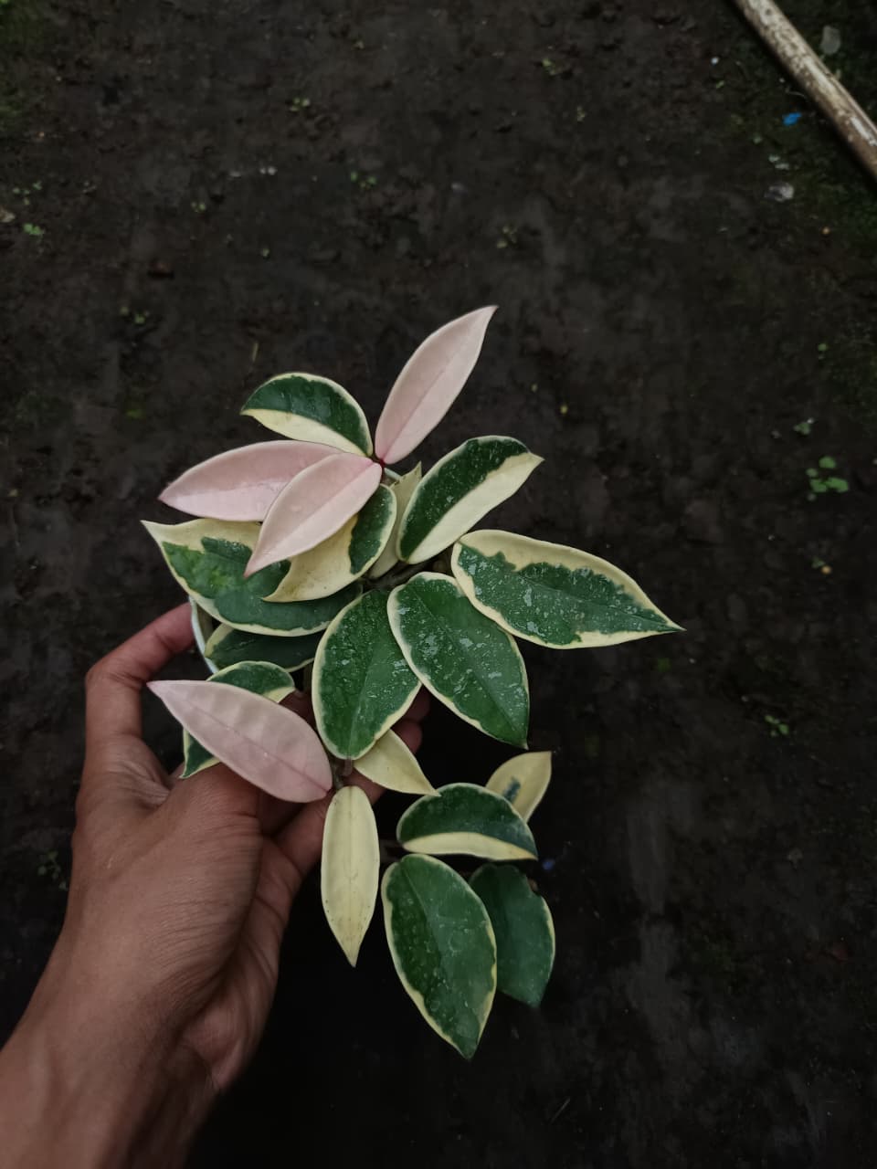 Hoya Carnosa ‘Bicolor Splash’ – Variegated Carnosa with Cream Pattern and Silver Speckles