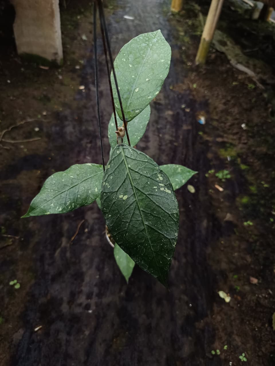 Hoya sp. Aceh ‘Diamond’ – Rare Aceh Hoya with Brilliant Silver Sparkle