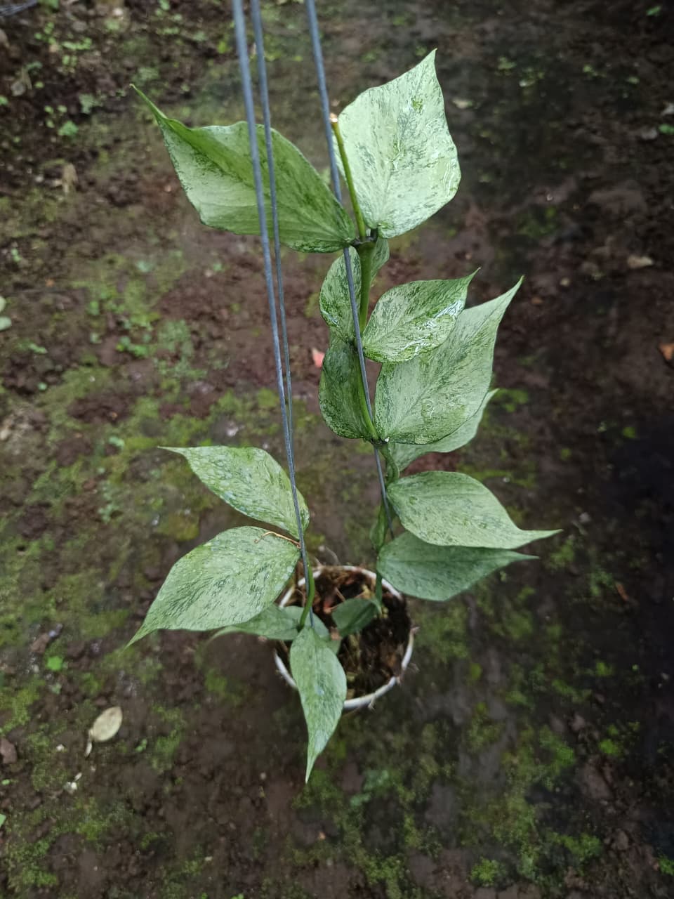 Hoya Polyneura ‘Broget’ – Rare Fishbone Hoya with Unique Foliage Form