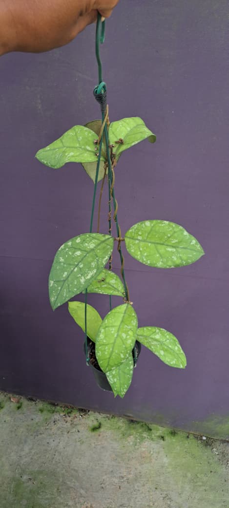 Hoya Clemensiorum sp. Sumatra ‘Splash’ (Round Leaf) – Silver-Splashed Round-Leaf Clemensiorum Form