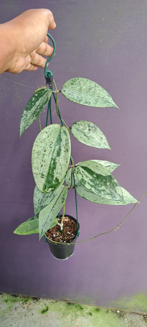 Hoya Macrophylla ‘Rock Star Silver’ – Large-Leaf Hoya with Heavy Silver Splashing