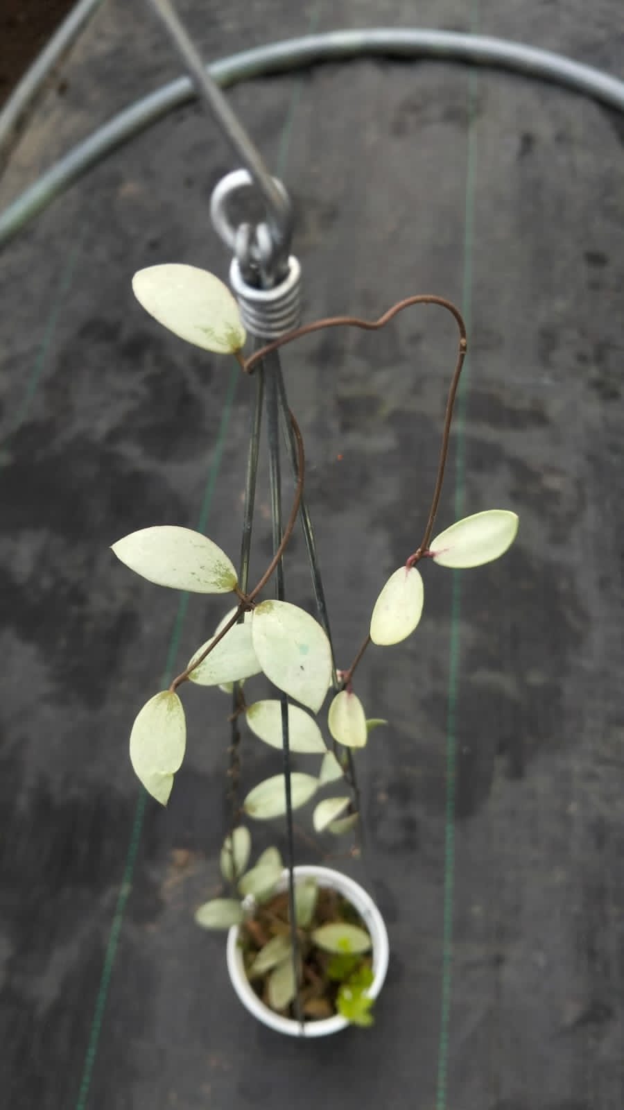 Hoya aff. Pubera ‘Silver’ – Rare Pubera Type with Elegant Silver Sheen