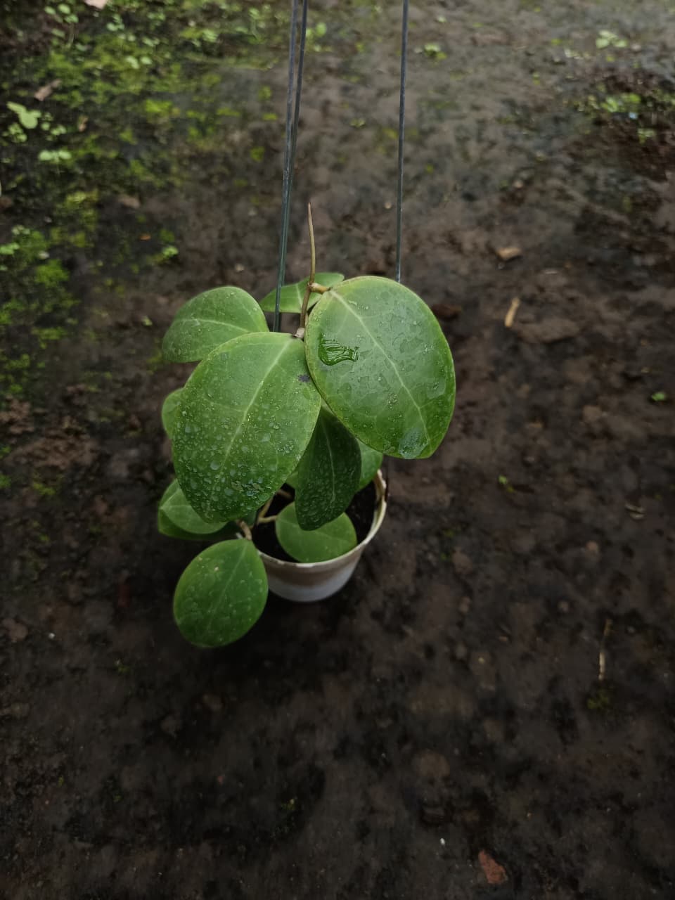 Hoya Dolichosparte – Rare Compact Hoya with Thick Succulent Leaves