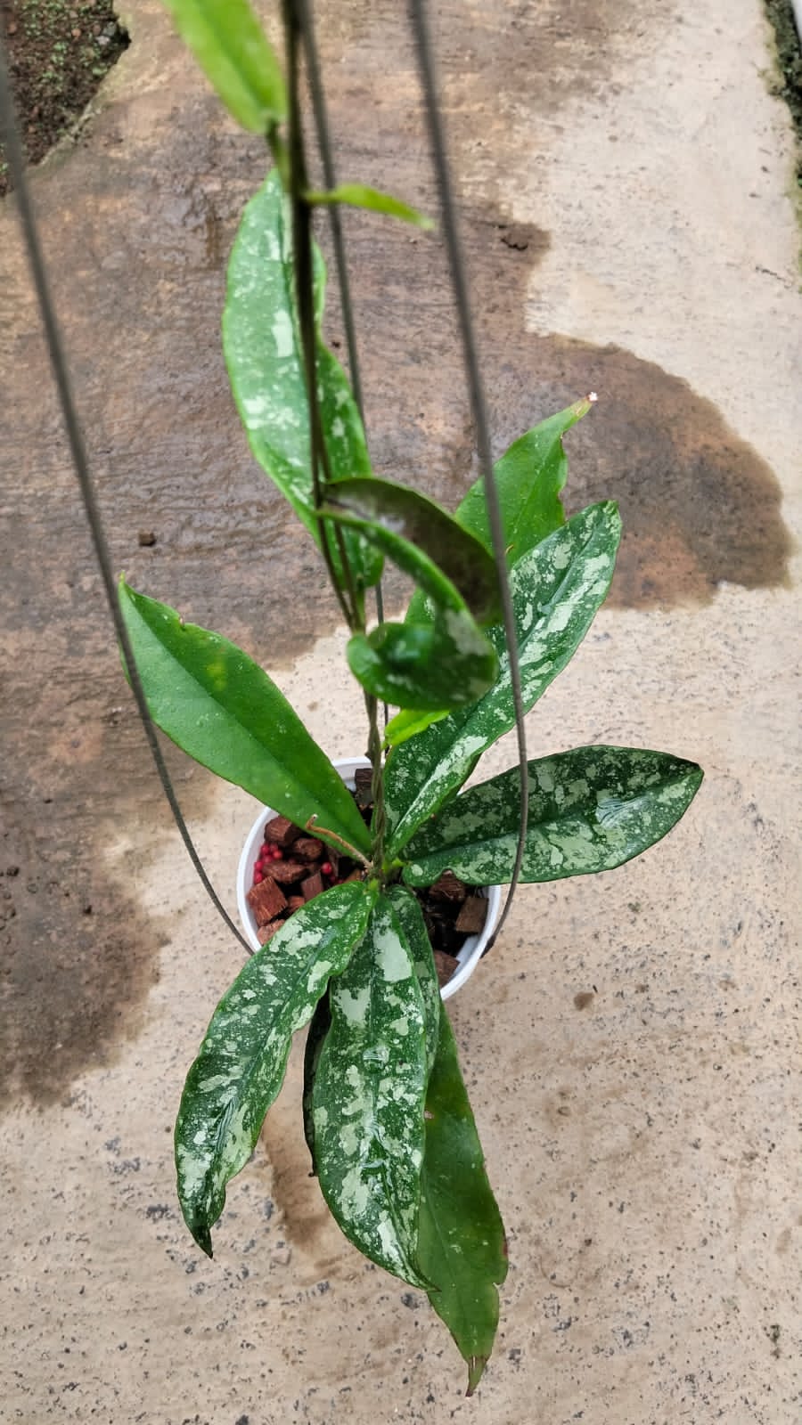 Hoya Buntokensis ‘Giraffa’ – Unique Long-Leaf Buntokensis with Distinct Patterning