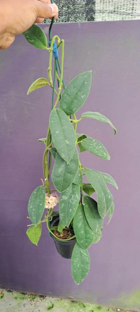 Hoya Kapuasensis – Rare Collector’s Hoya from Borneo with Thick Sculptural Leaves