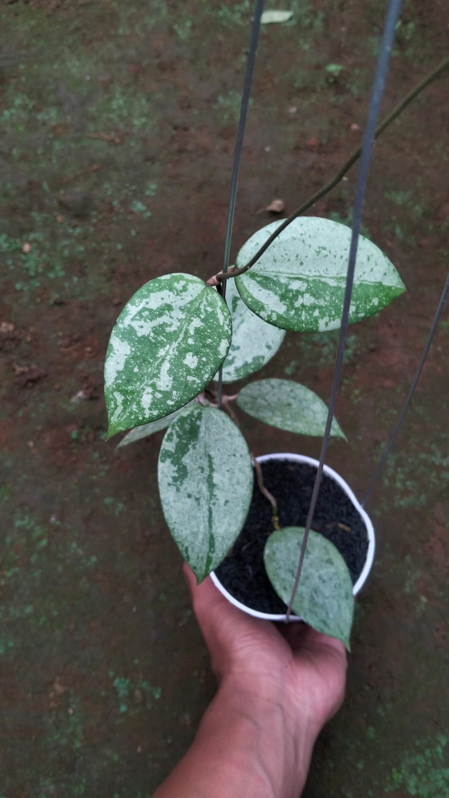 Hoya Verticillata sp. Bali ‘Splash’ – Variegated Silver-Splashed Verticillata from Bali