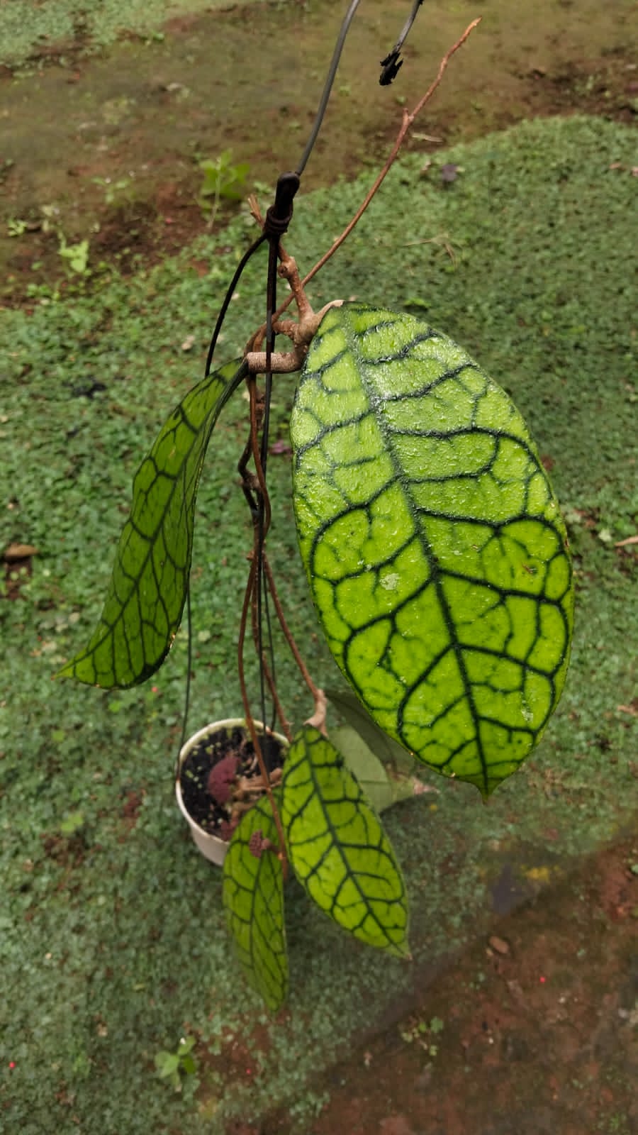 Hoya Callistophylla ‘Tabalong’ – Rare Tabalong Form with Bold Veined Leaves