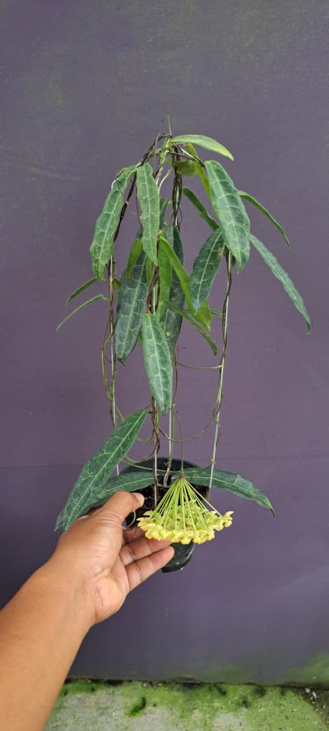 Hoya Hypolasia – Elegant Narrow-Leaf Hoya with Flowing Vines