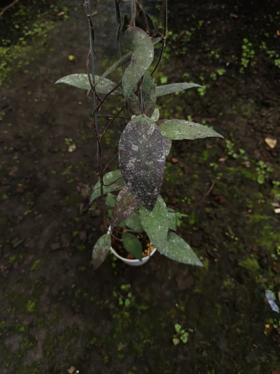 Hoya Caudata ‘Mentawai Red’ – Rare Caudata with Crimson Textured Foliage
