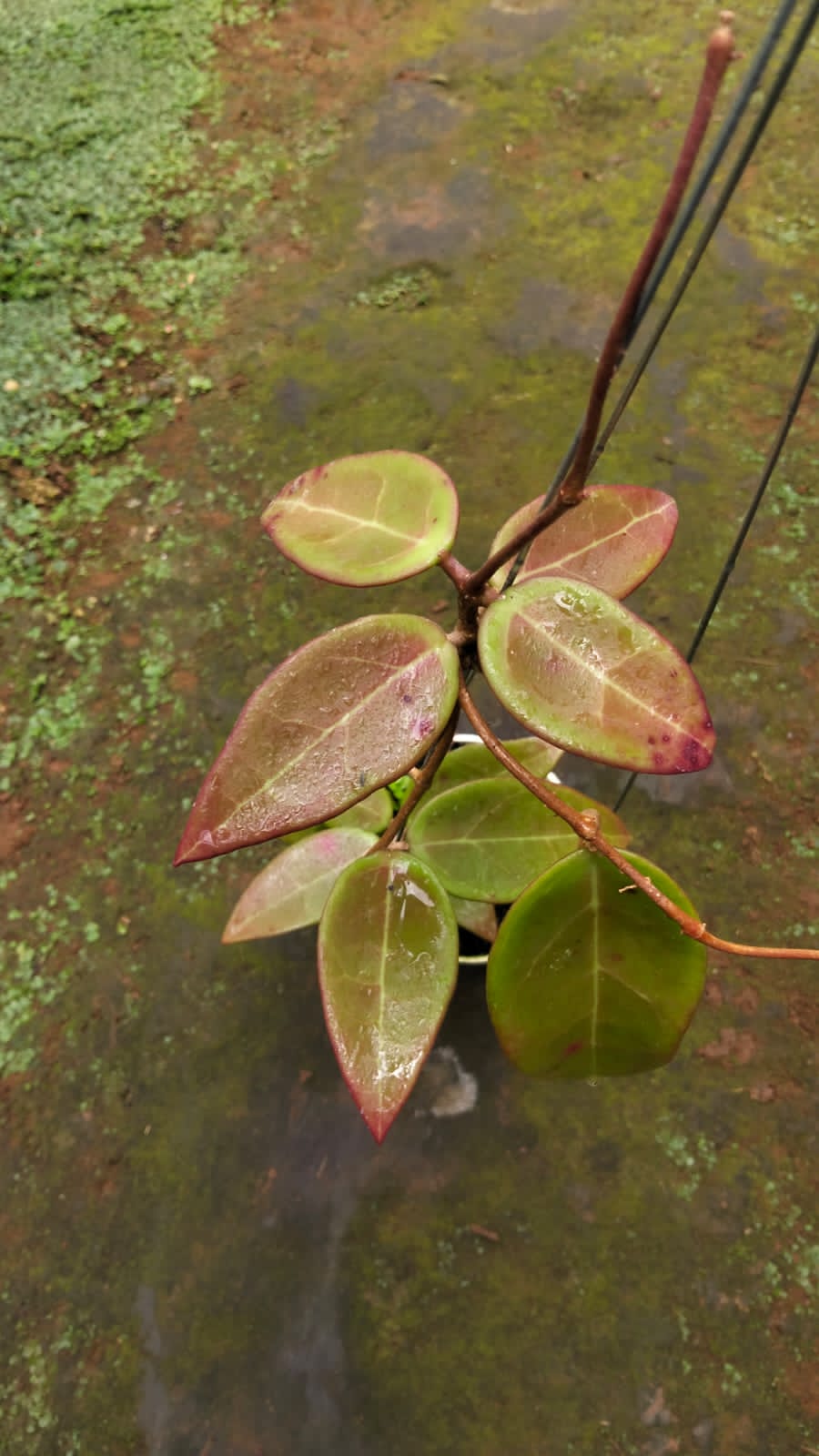 Hoya sp. Sulawesi ‘Red Sun Stressed’ – Rare Sulawesi Hoya with Crimson Foliage