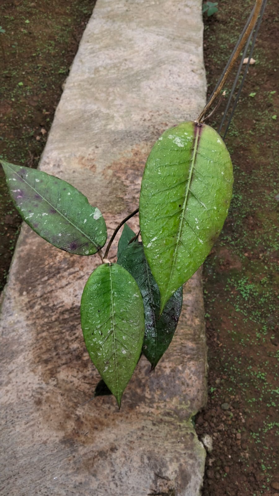 Hoya sp. Aceh ‘Rikit Musara’ – Aceh Locality Hoya with Large Etched Leaves