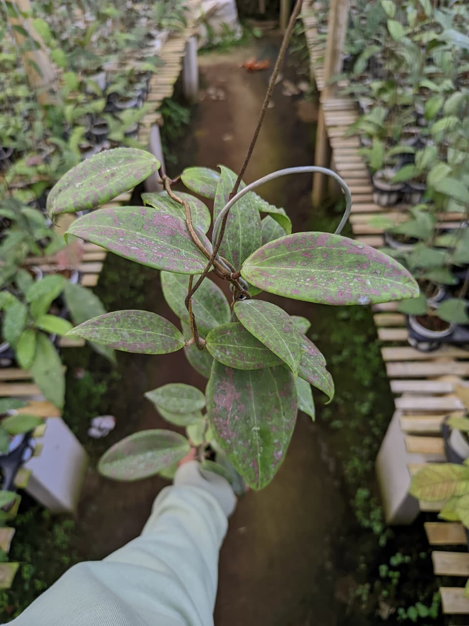 Hoya Wibergiae – Elegant Narrow-Leaf Hoya for Collectors
