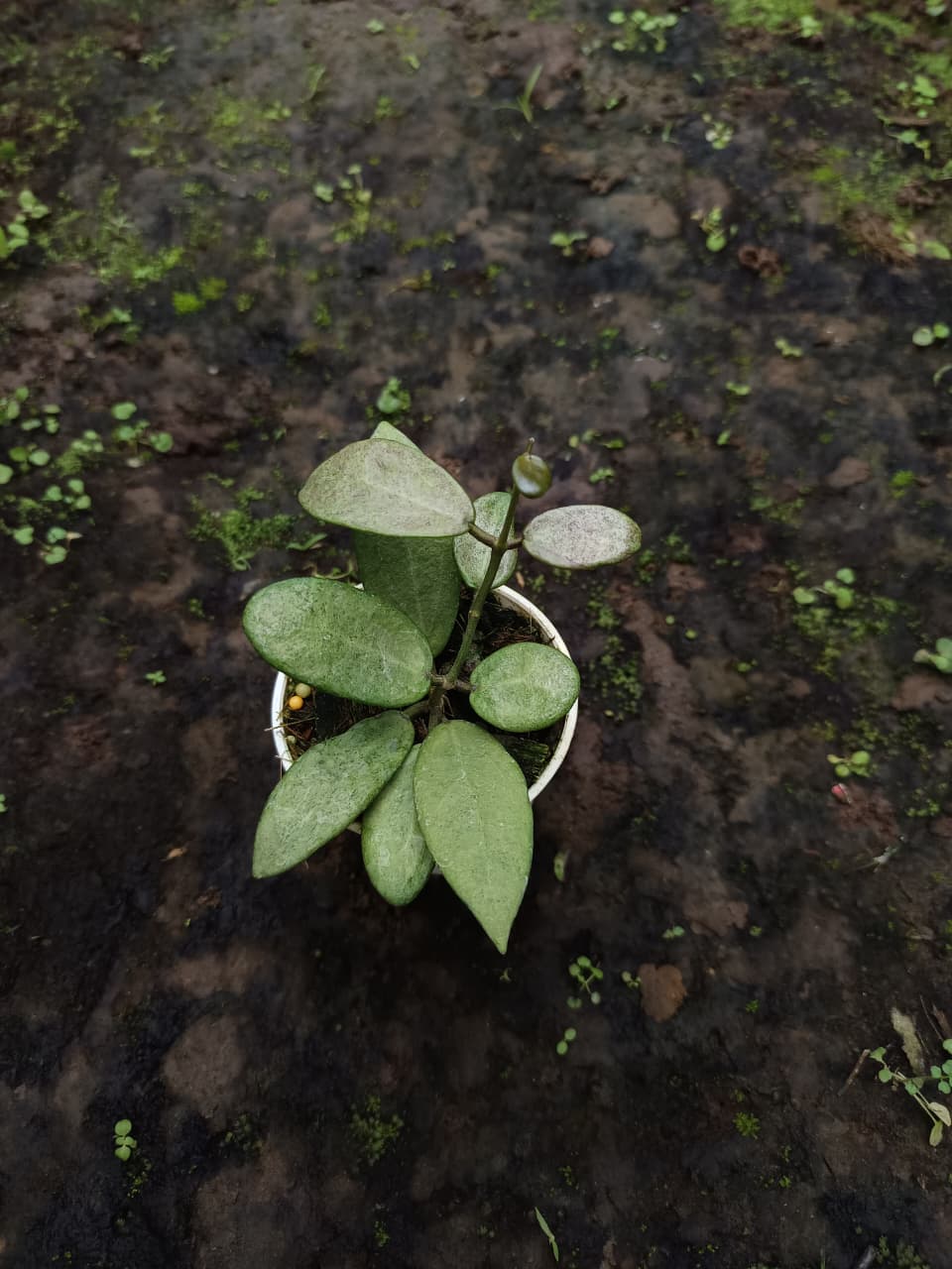 Hoya ‘Silver Lady’ – Rare Hoya with Heavy Metallic Silver Foliage