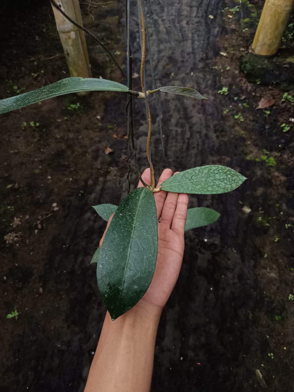 Hoya sp. Tanggamus ‘Dark’ – Rare Sumatra Hoya with Deep-Colored Foliage