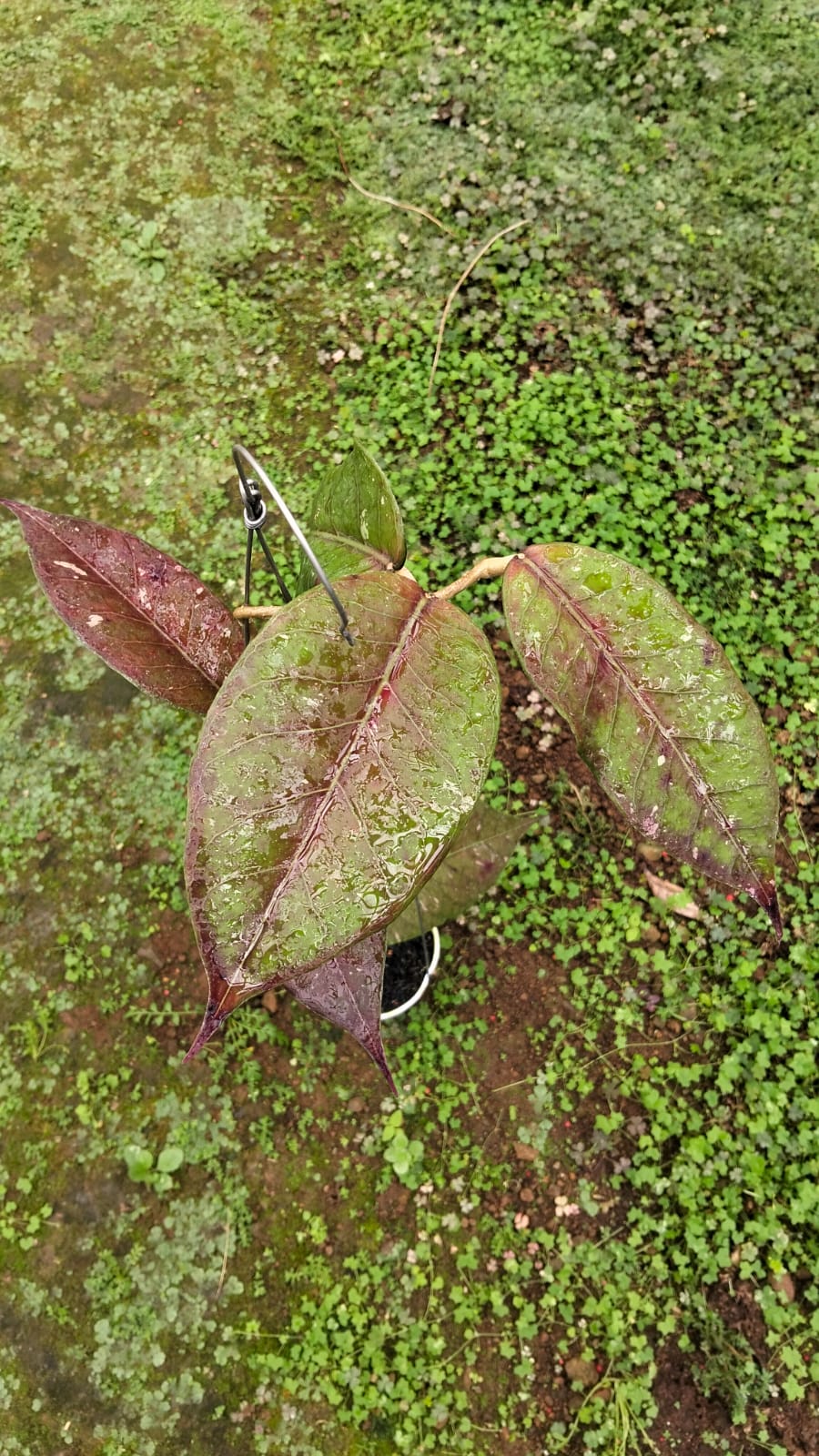 Hoya sp. Aceh ‘Bambel Red Sun Stressed’ – Rare Red Aceh Hoya
