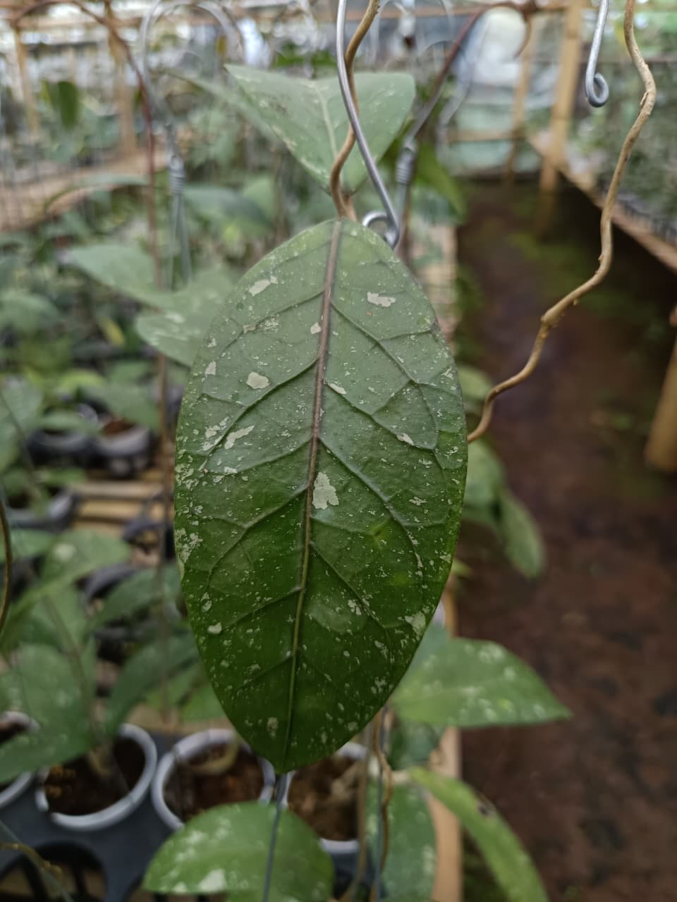 Hoya sp. Aceh ‘Tamiang’ – Rare Aceh Locality Hoya with Robust Foliage
